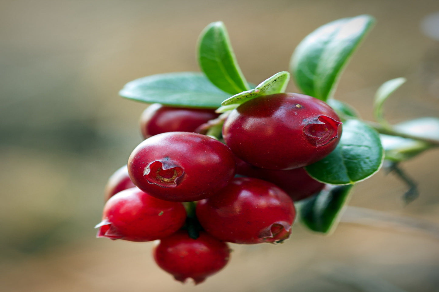 American Cranberry - Vaccinium macrocarpon