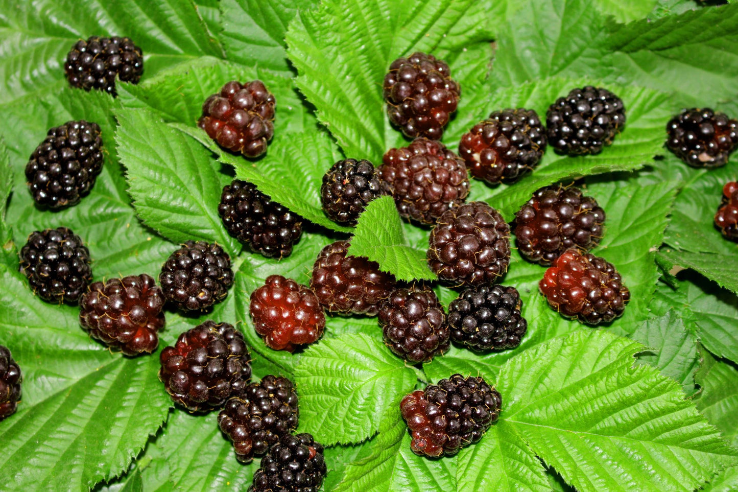 Boysenberry Seeds