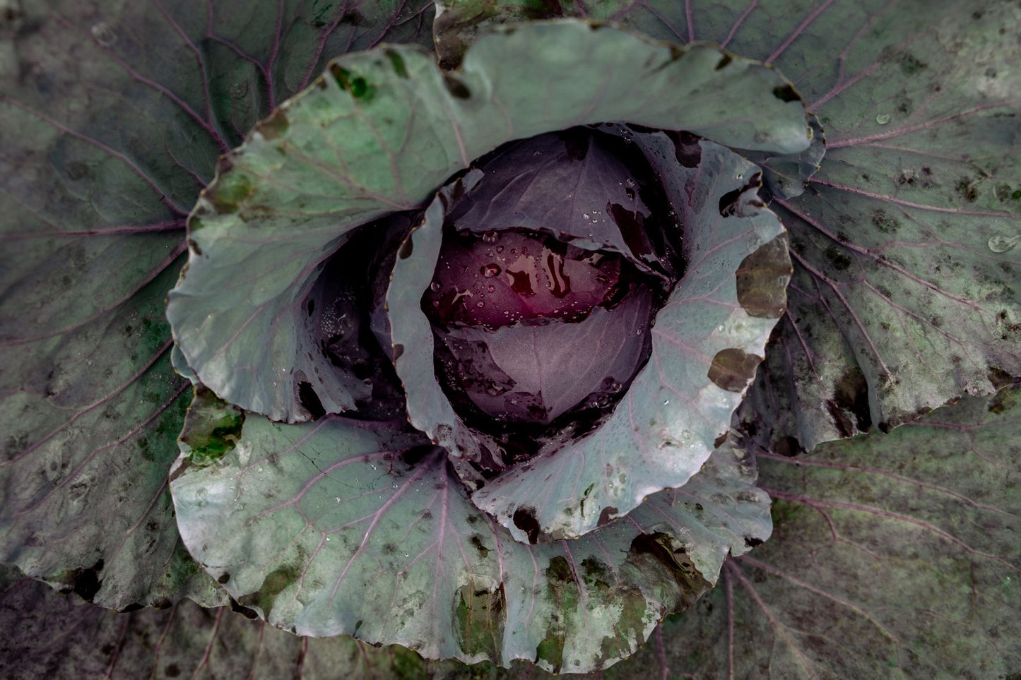 Cabbage - Red Acre Seeds