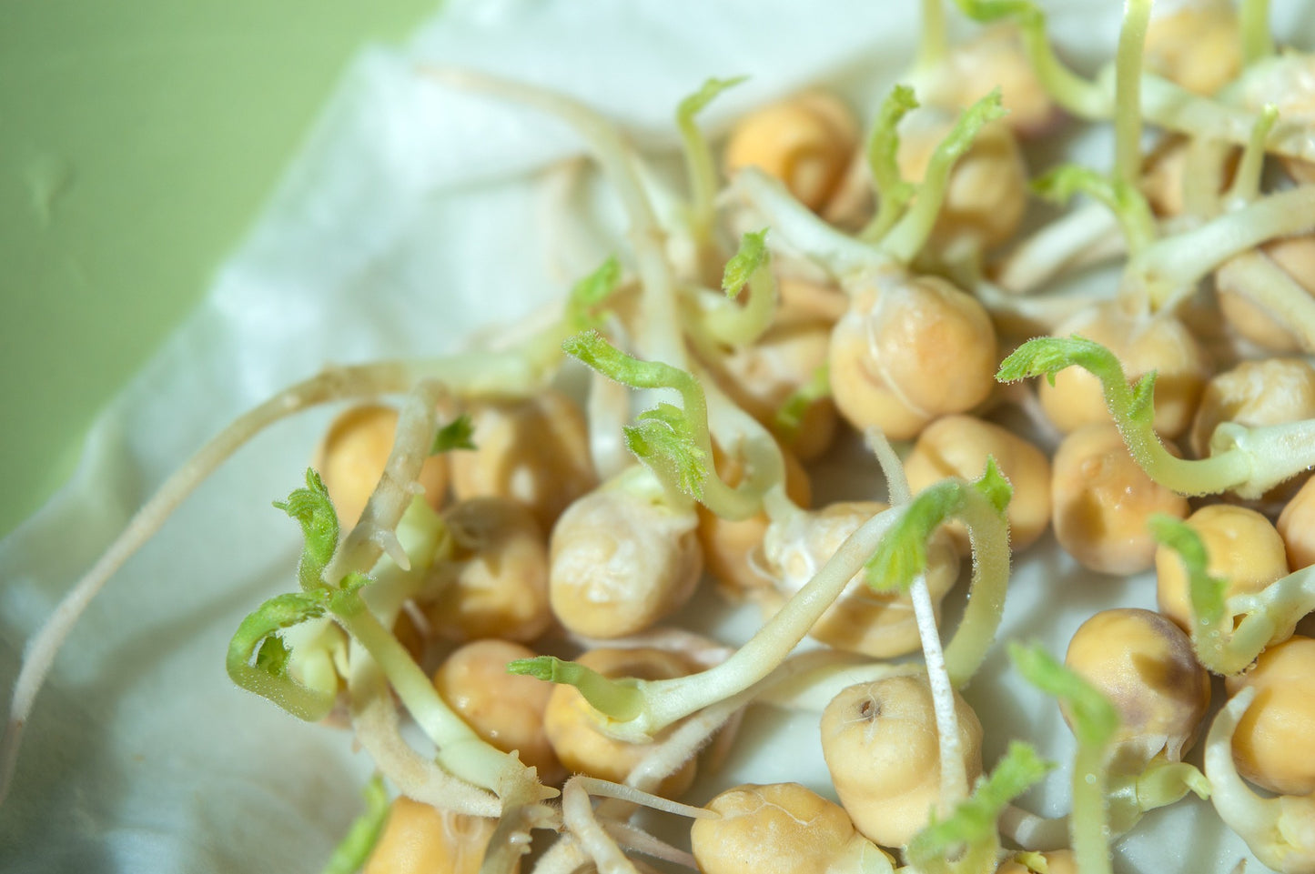 Chickpea Seeds - Sprouting | BULK