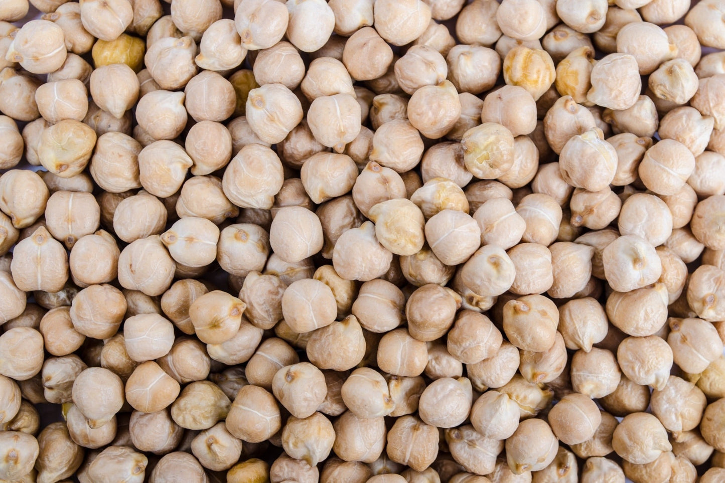 Chickpea Seeds - Sprouting | BULK