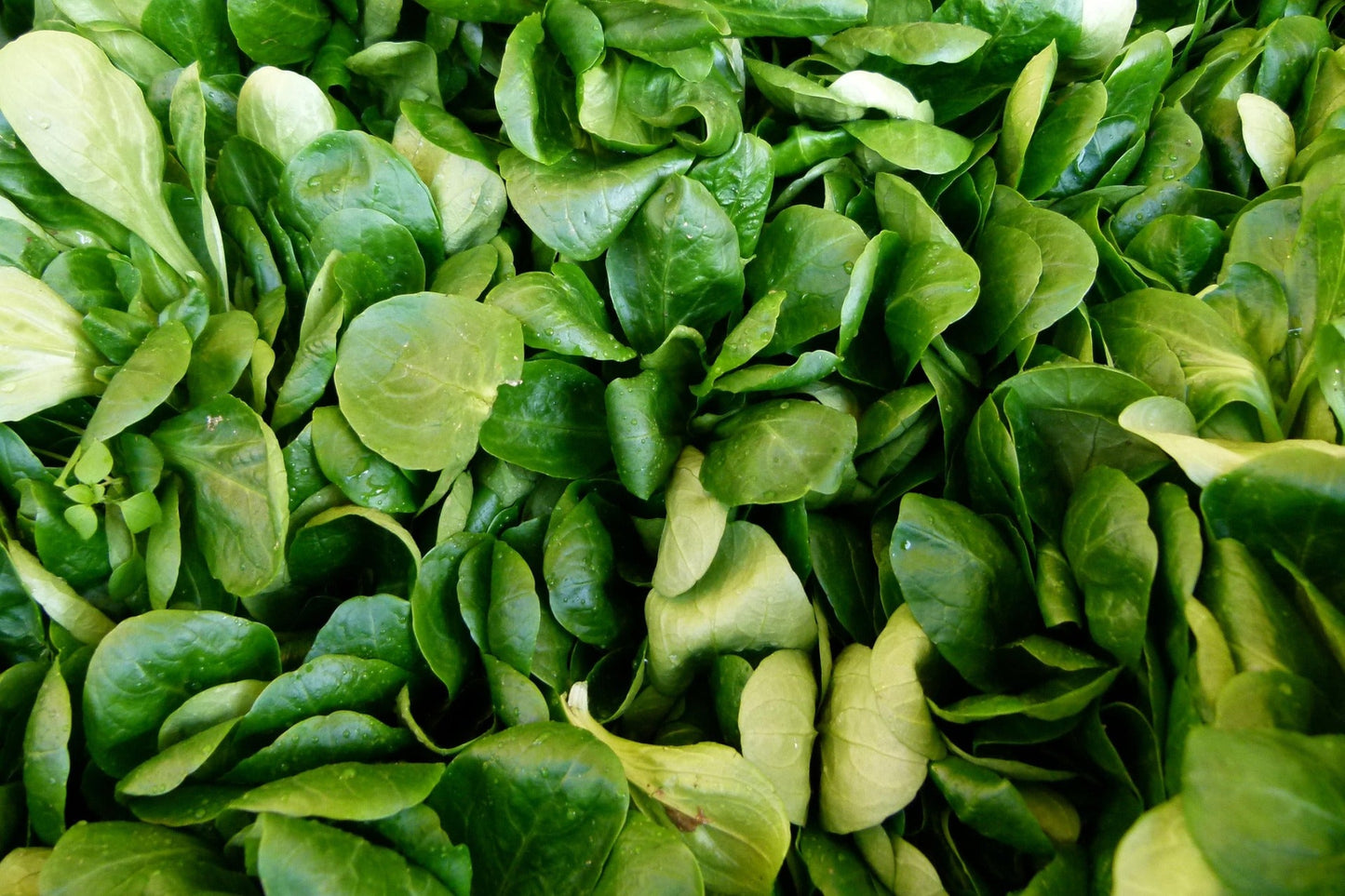 Mache Seeds (Corn Salad)