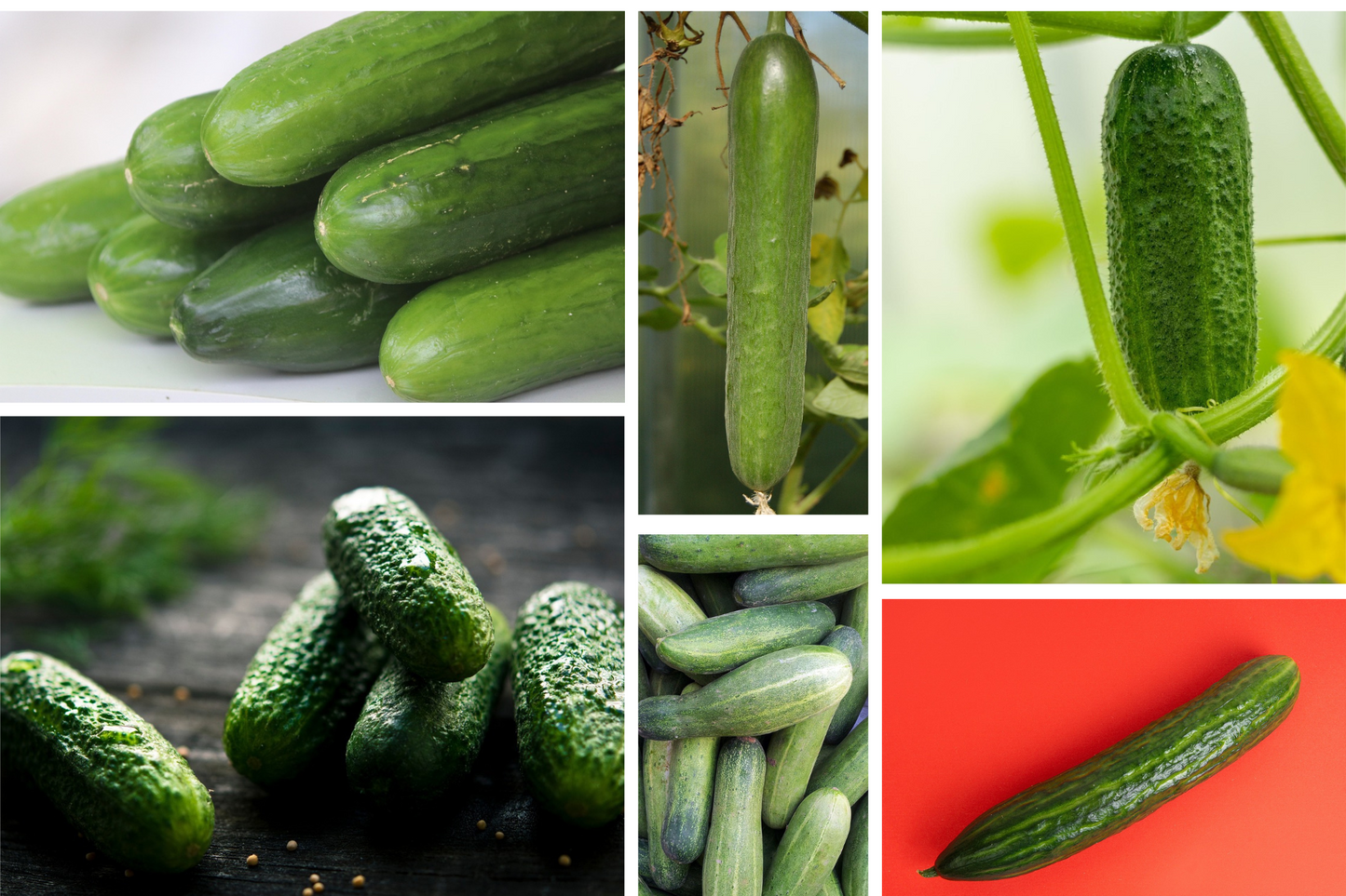 Cucumber - Heirloom Mix Seeds