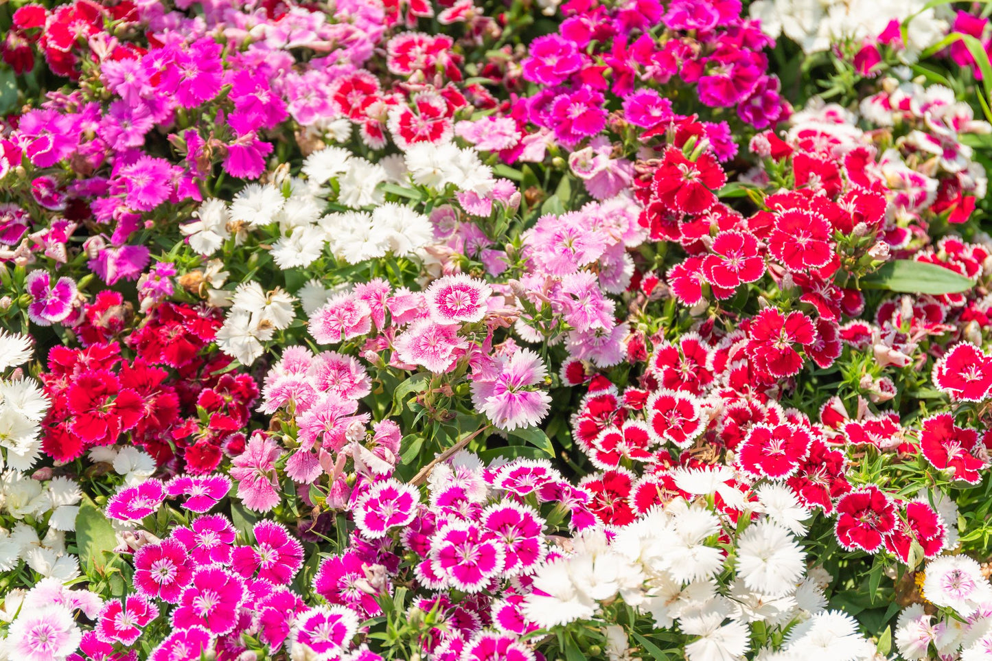 Dianthus - Baby Doll Mix Seeds
