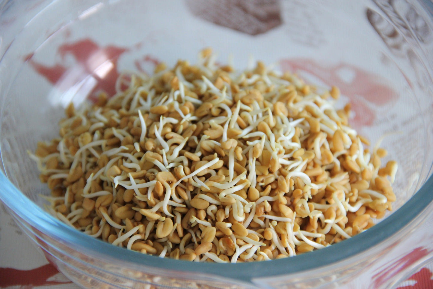 Fenugreek Seeds - Sprouting | BULK