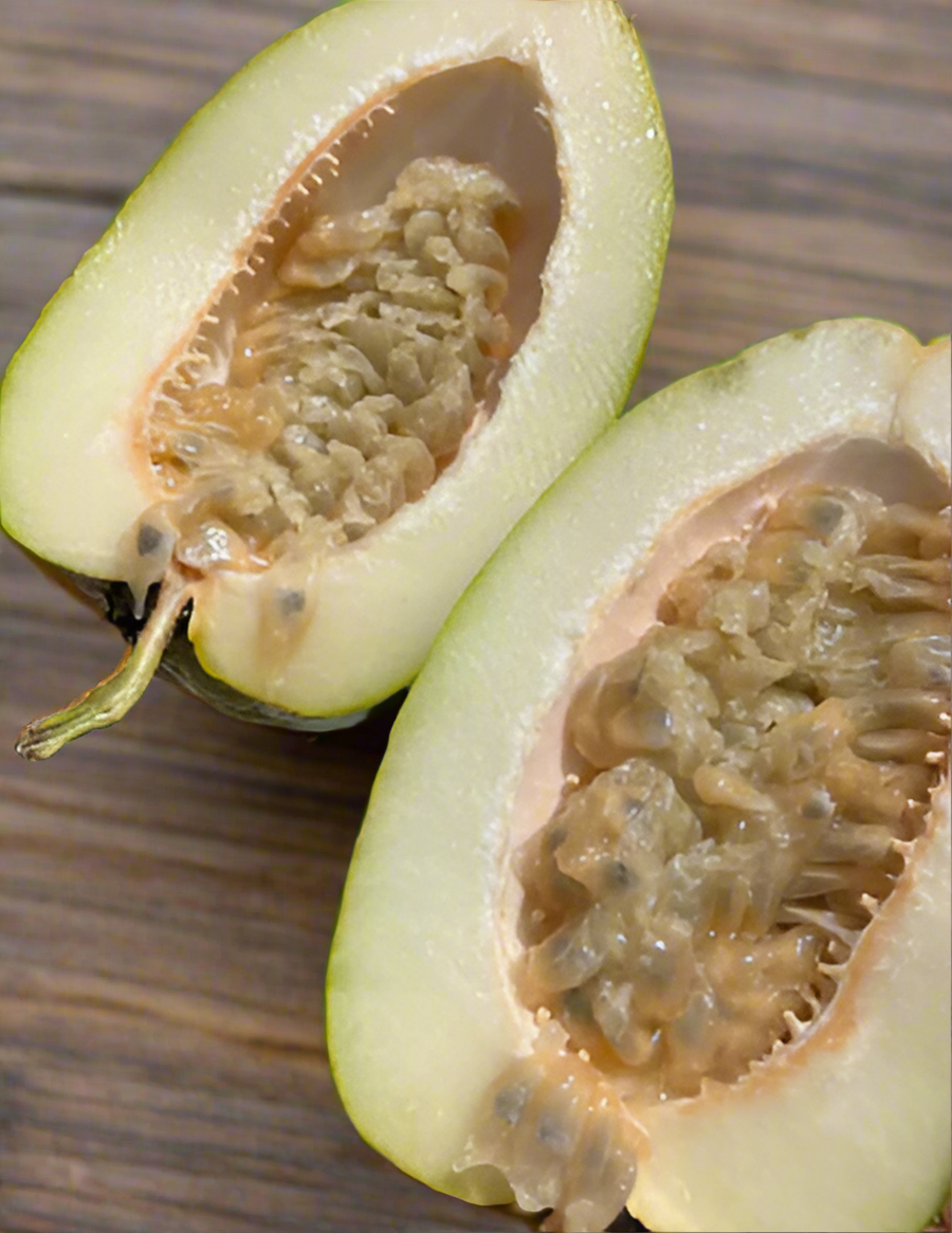 Passiflora quadrangularis - Giant Granadilla