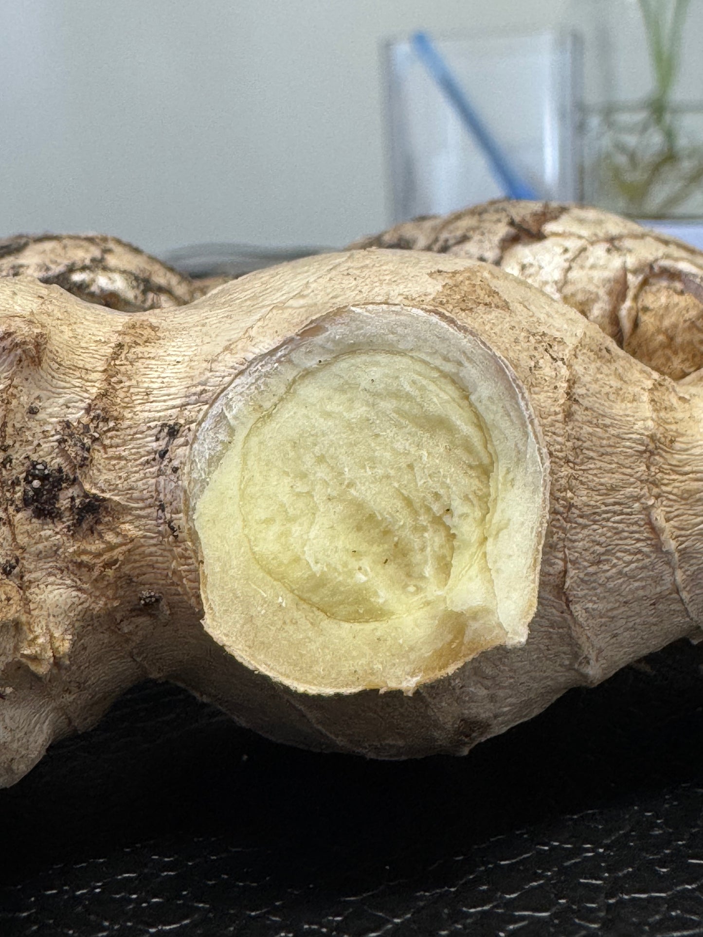 Ginger Rhizomes (Zingiber officinale)