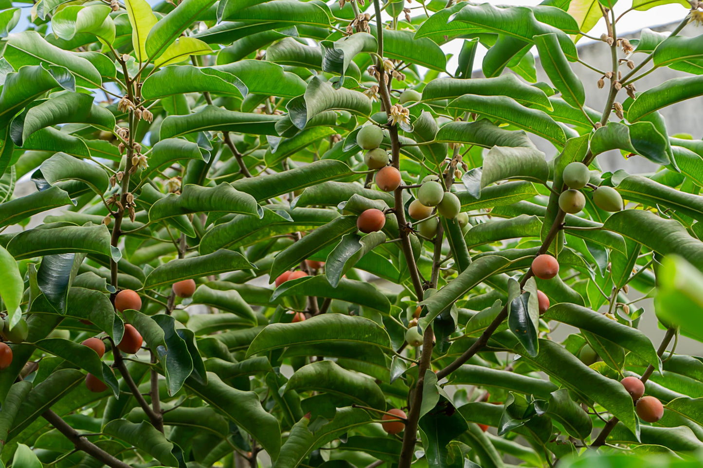 Indian Coffee Plum