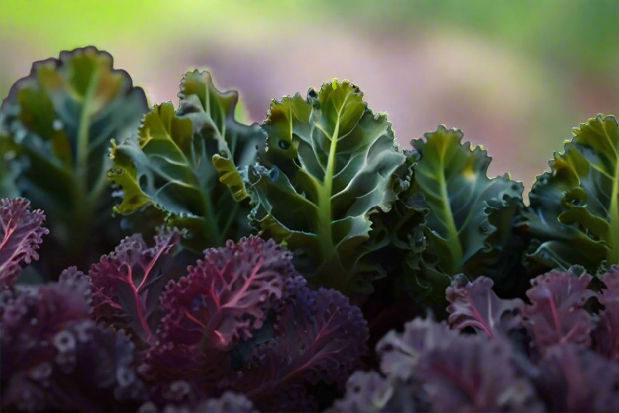 Kale Heirloom Mix Seeds