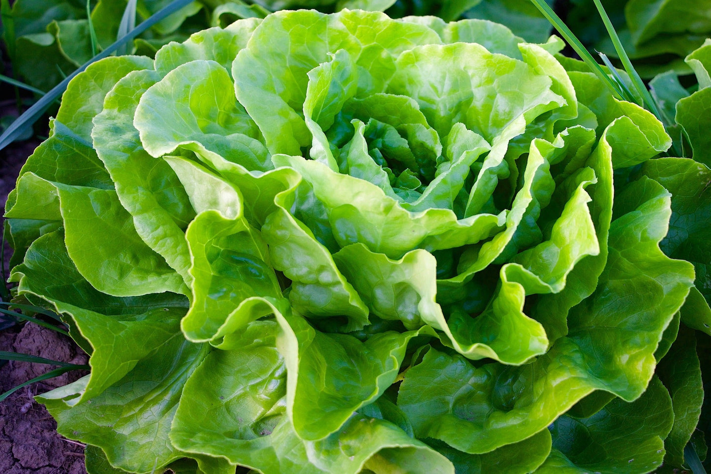 LETTUCE Buttercrunch Seeds