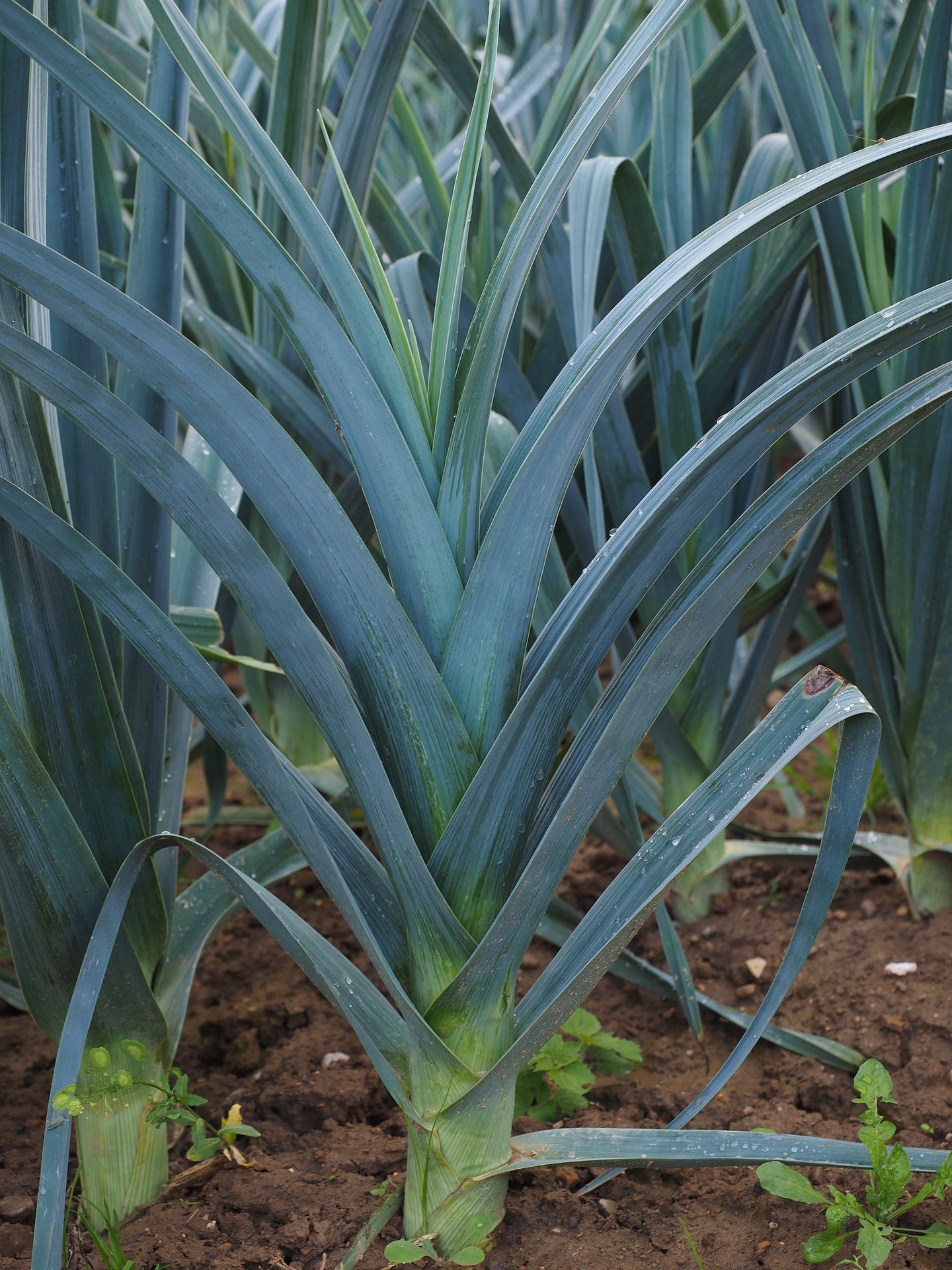 Leek- Carentan Seeds