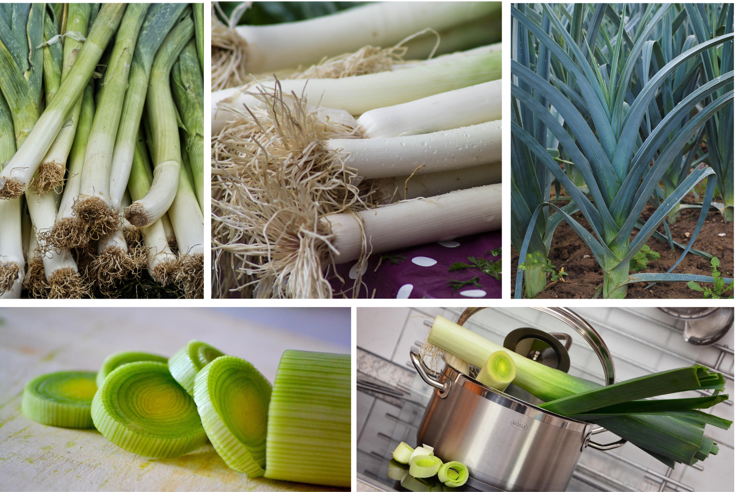 Leek Heirloom Mix