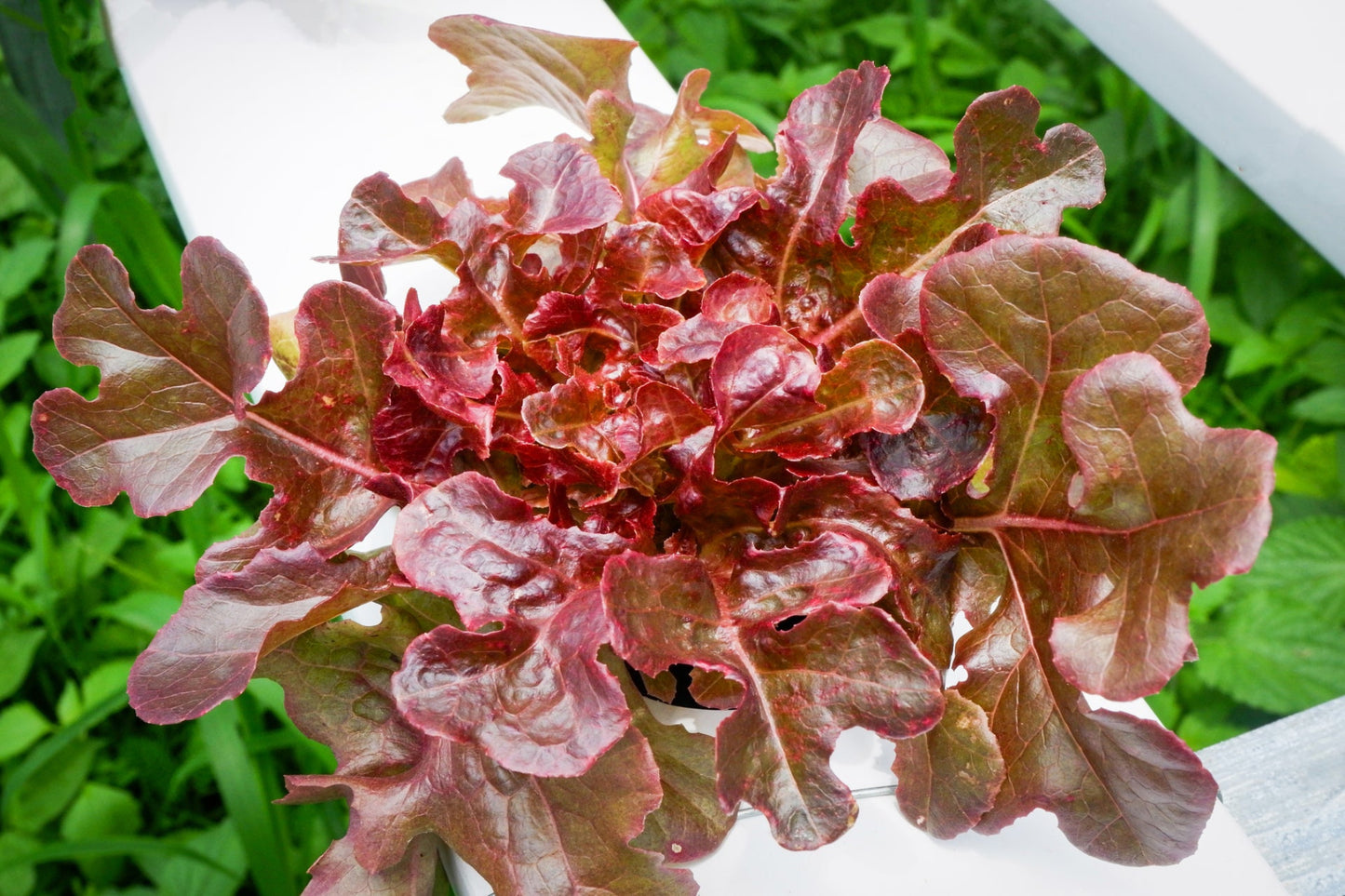Lettuce- Salad Bowl Red