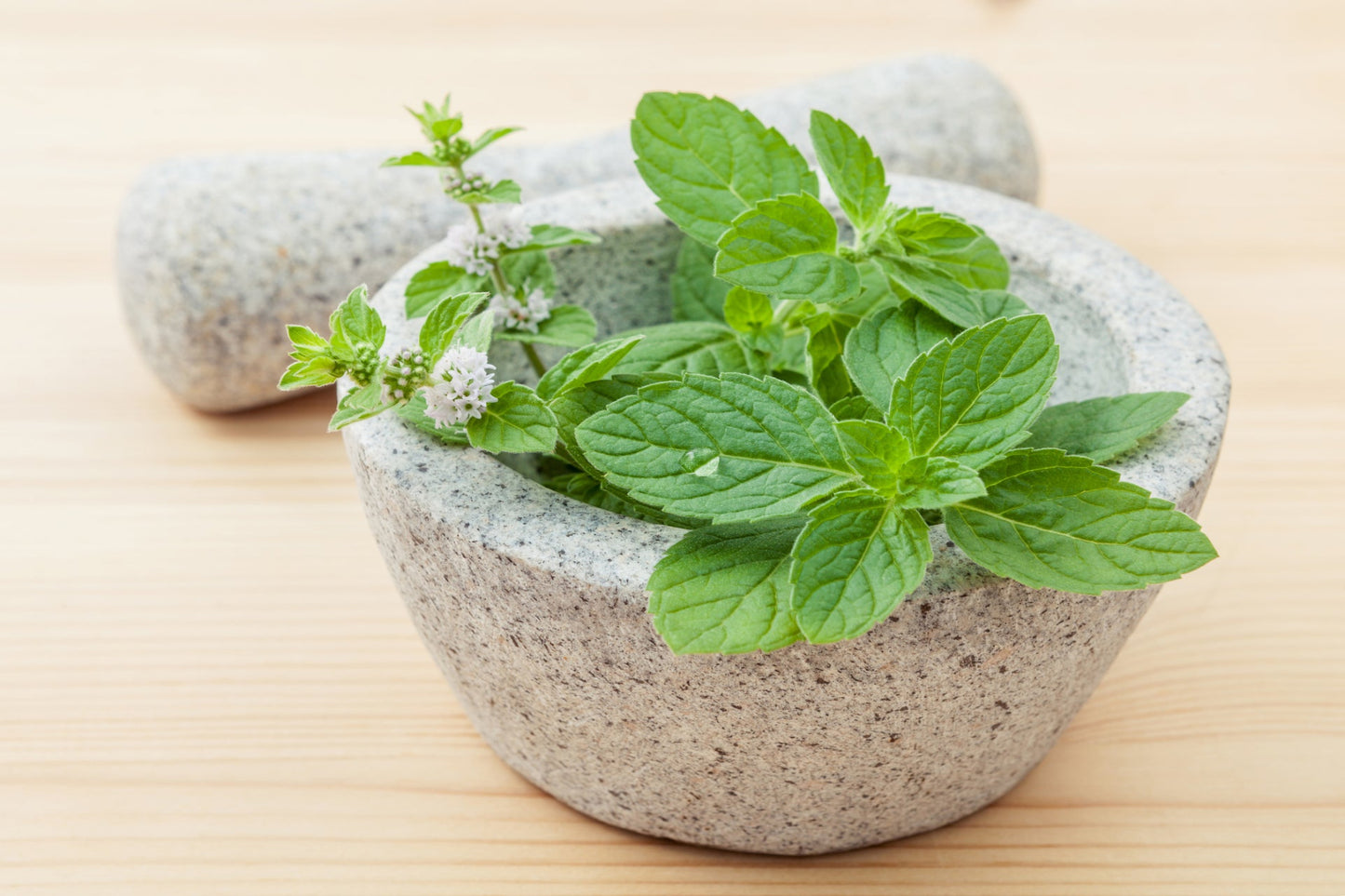 Mint - Spearmint seeds