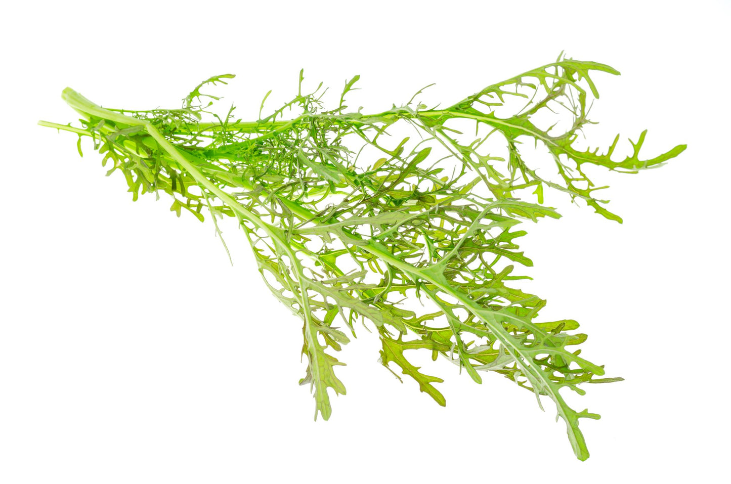 Mizuna Seeds