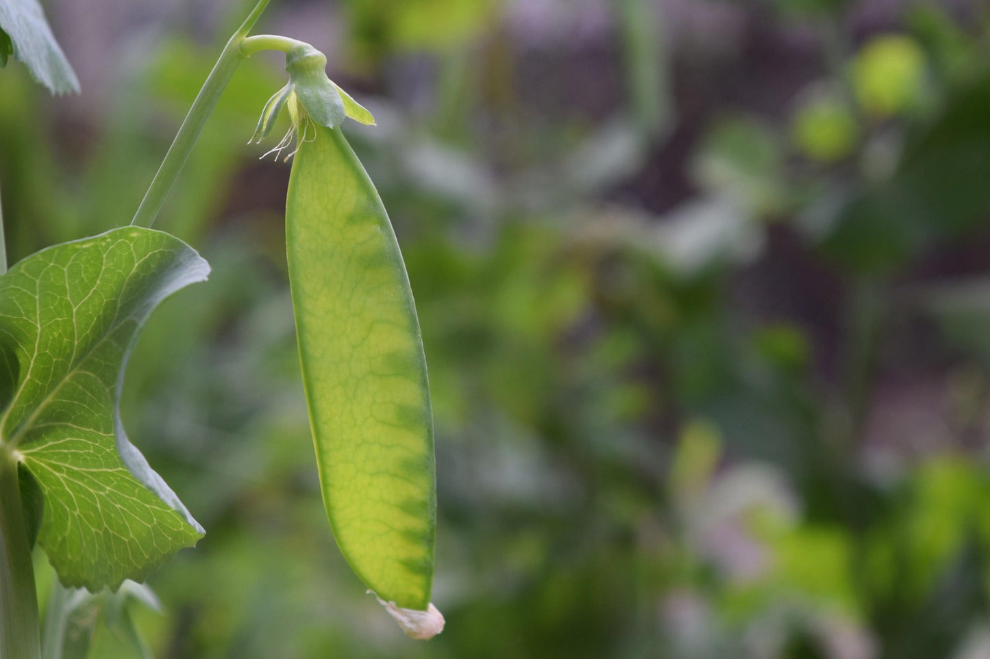 Snowpea - Oregon Sugar Pod seeds