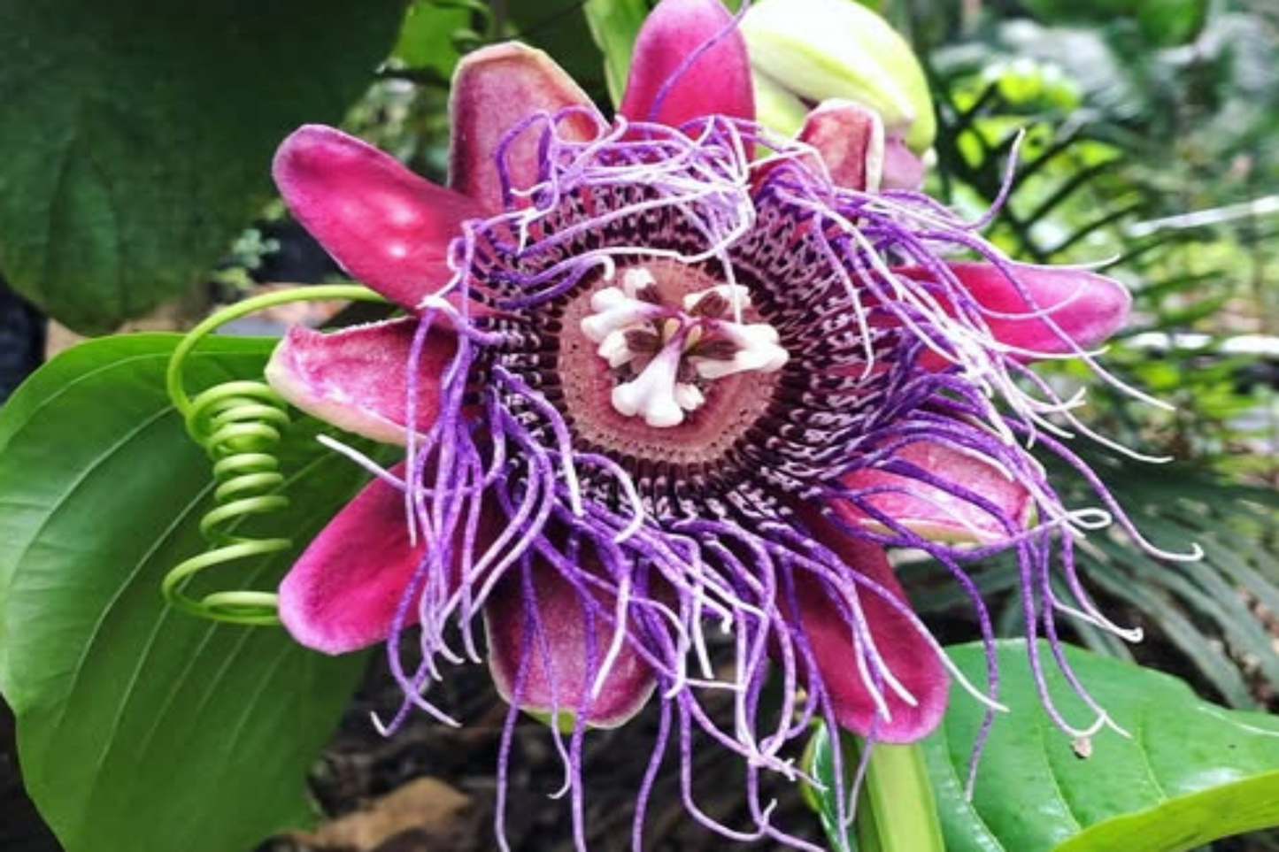 Passiflora quadrangularis - Giant Granadilla