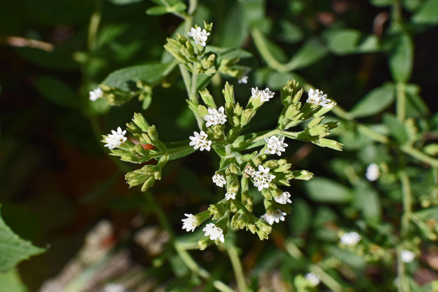 Stevia rebaudiana – Sweet Leaf Seeds | Natural Sugar Alternative