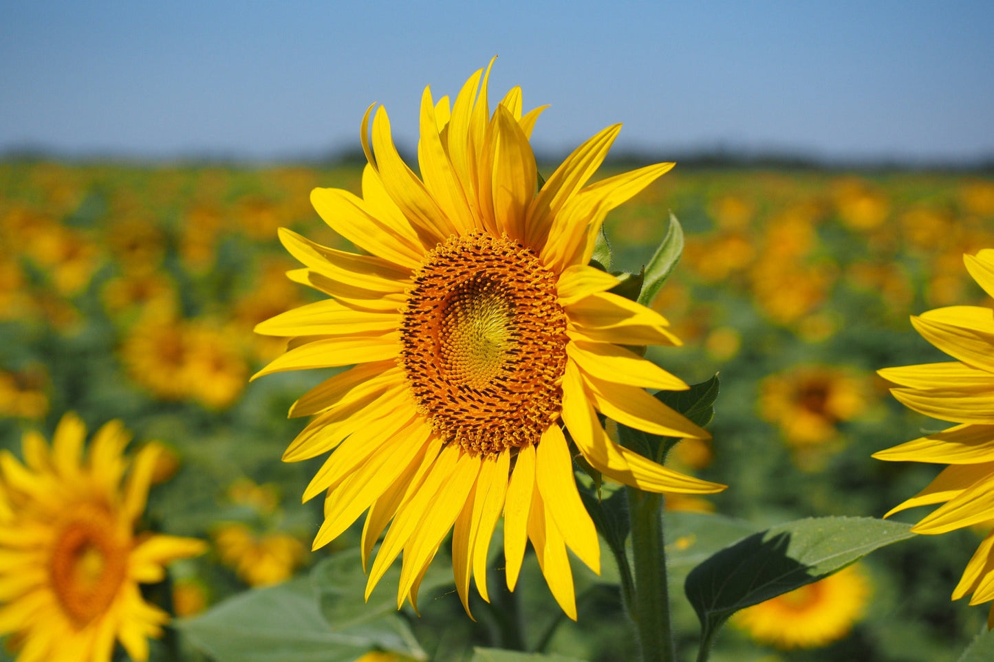 Sunflower - Dwarf Sunsation seeds