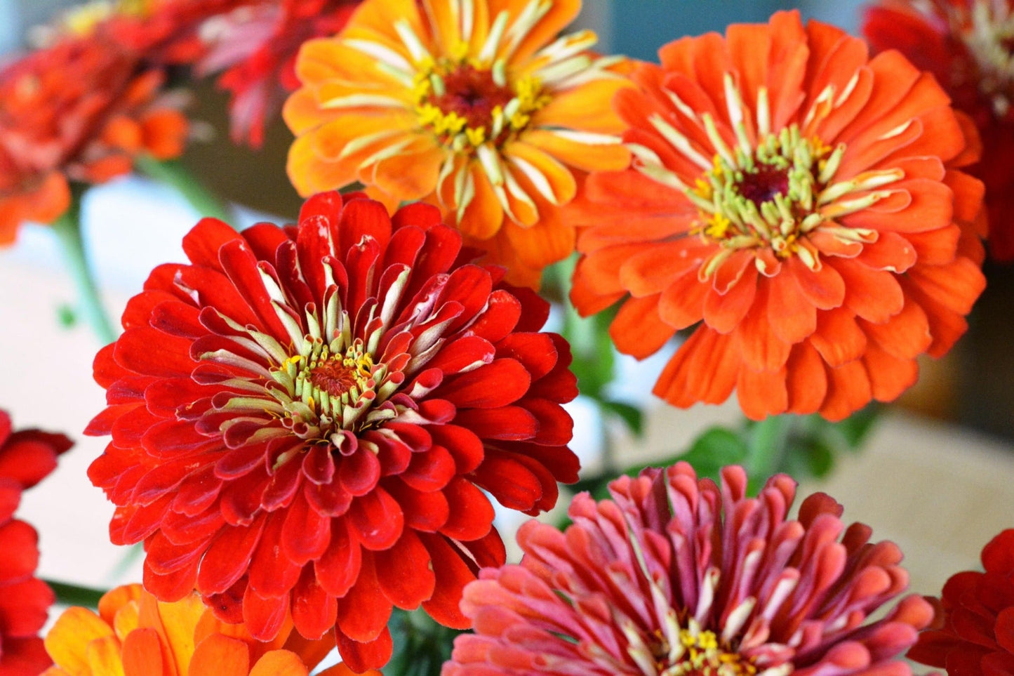 Zinnia- Cut Flower Blend