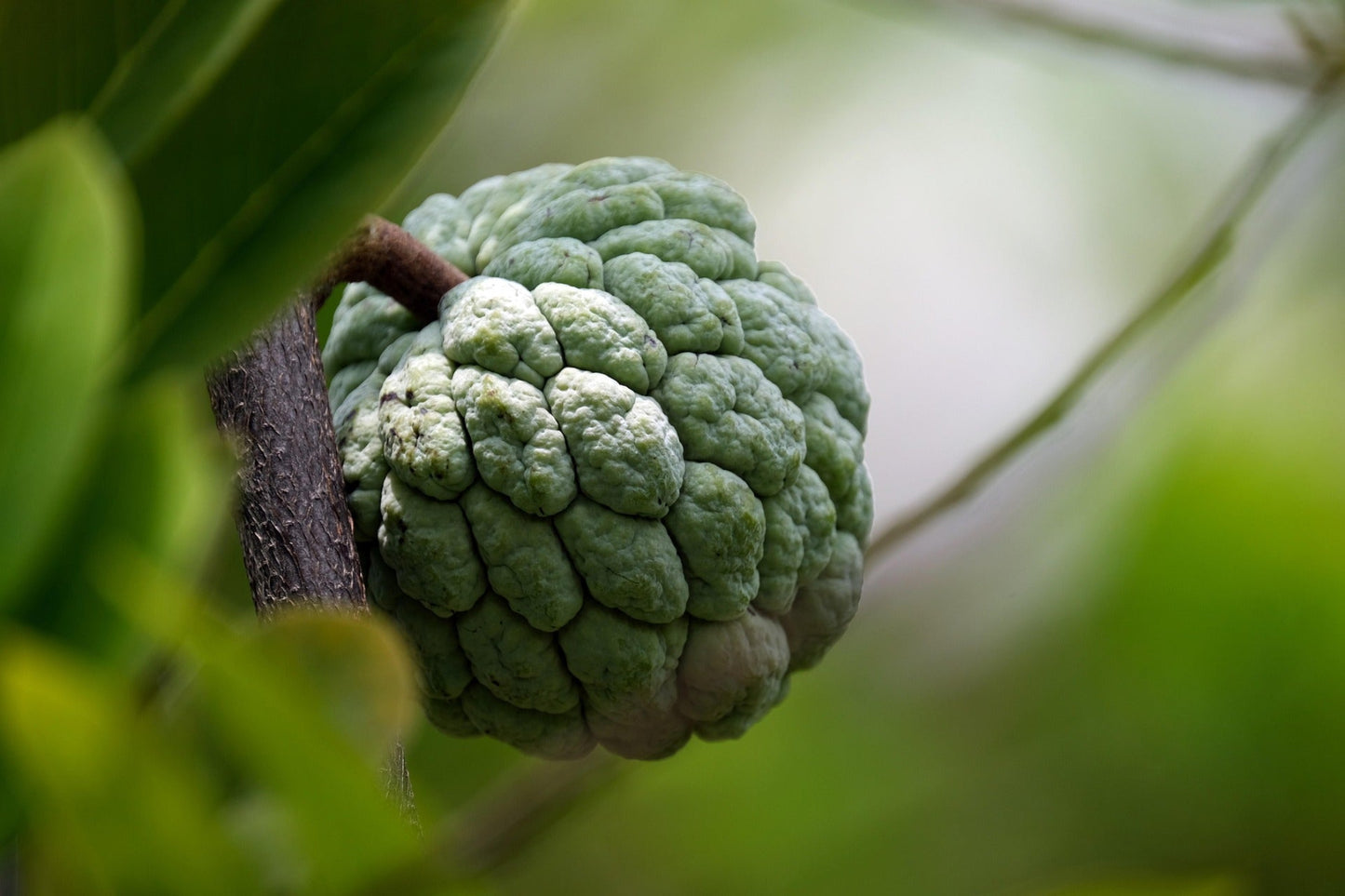 Custard Apple Seeds