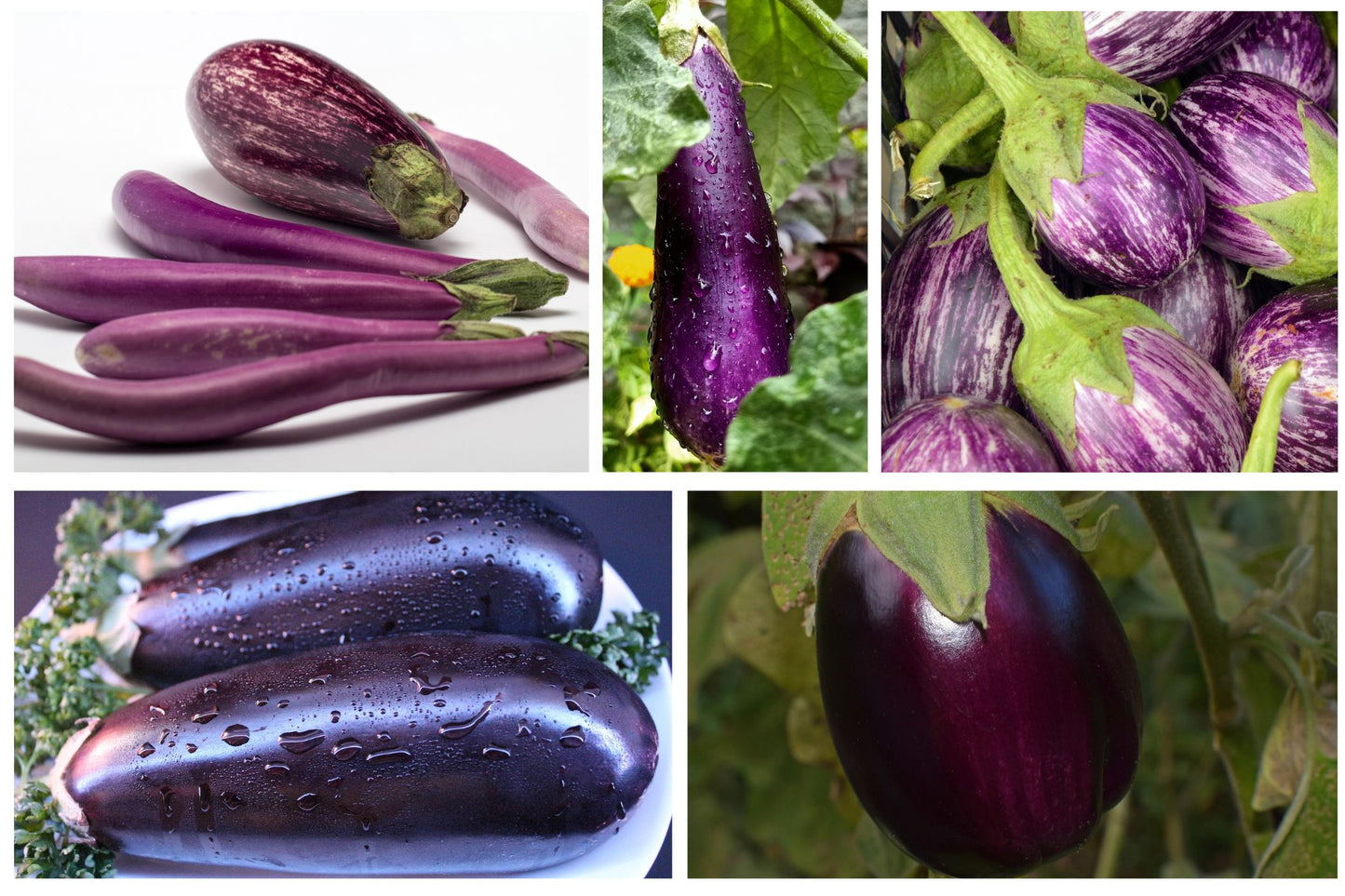 Eggplant Heirloom Mix
