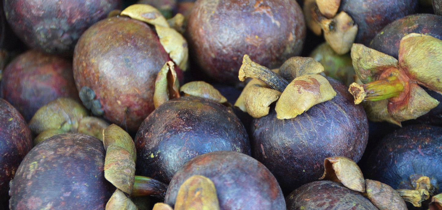 Purple Mangosteen Seeds