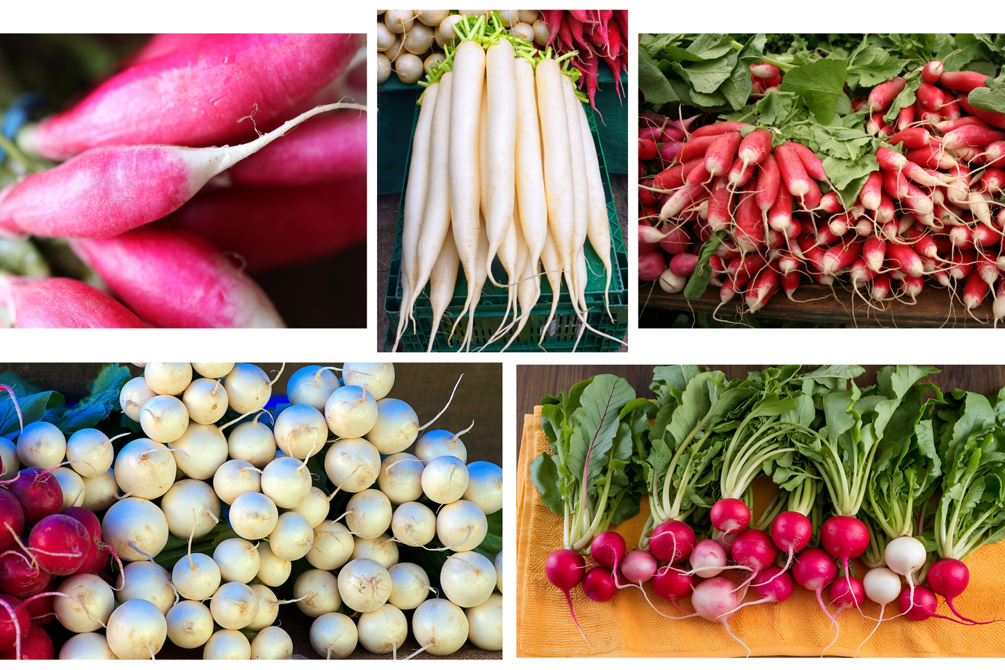 Radish Heirloom Mix