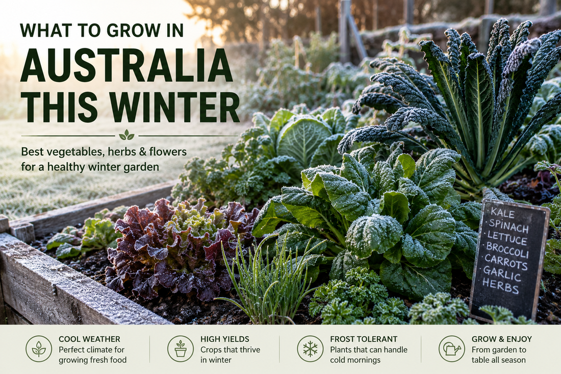 What to Plant in Winter (June–August 2026)