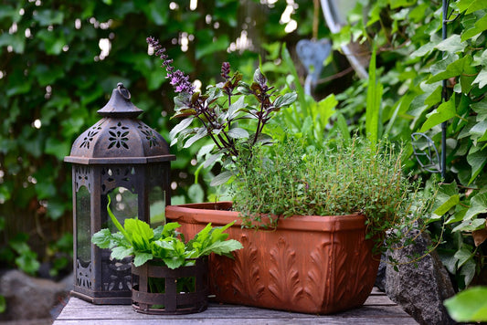 Starting Your Own Herb Garden: A Beginner's Guide