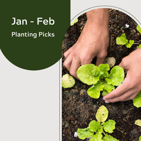 Jan–Feb Planting Picks