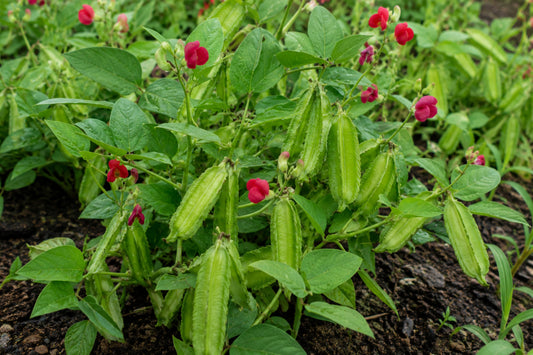 Asparagus Pea Seeds product image