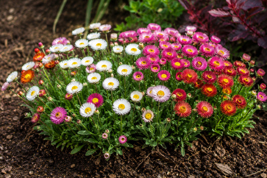 Dwarf Paper Daisy - Tom Thumb Mix Seeds product image