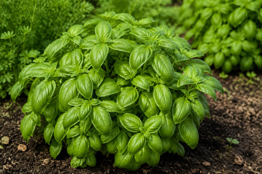 Green Basil - Torino Seeds product image
