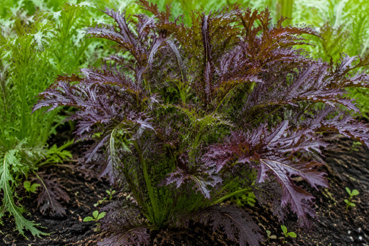 Mustard Crimson Tide Seeds product image