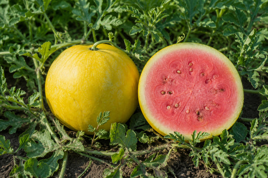 Watermelon Golden Midget Seeds product image