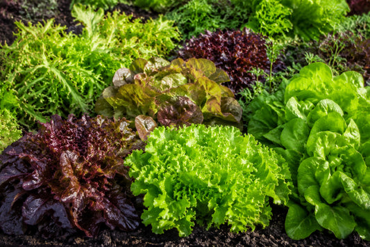 Lettuce Salad Bowl Mix Seeds product image
