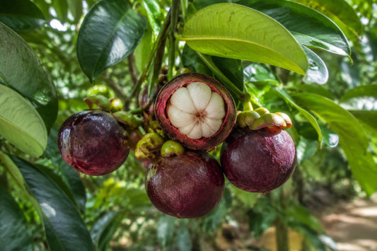 Kokum Tree Seeds product image