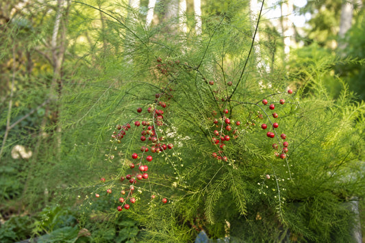 Shatavari Plant (Asparagus Racemosus) Seeds product image