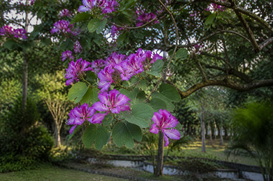 Purple Orchid Tree Seeds product image