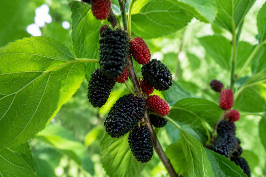 Black Mulberry Seeds product image