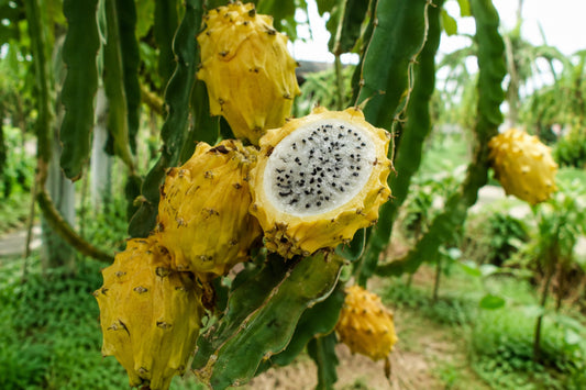 Yellow Dragonfruit Seeds product image