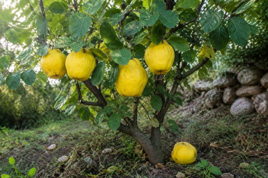 Quince Tree Seeds product image