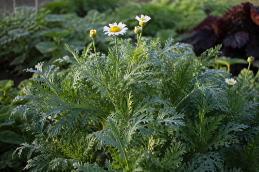 Edible Chrysanthemum Shungiku Seeds product image