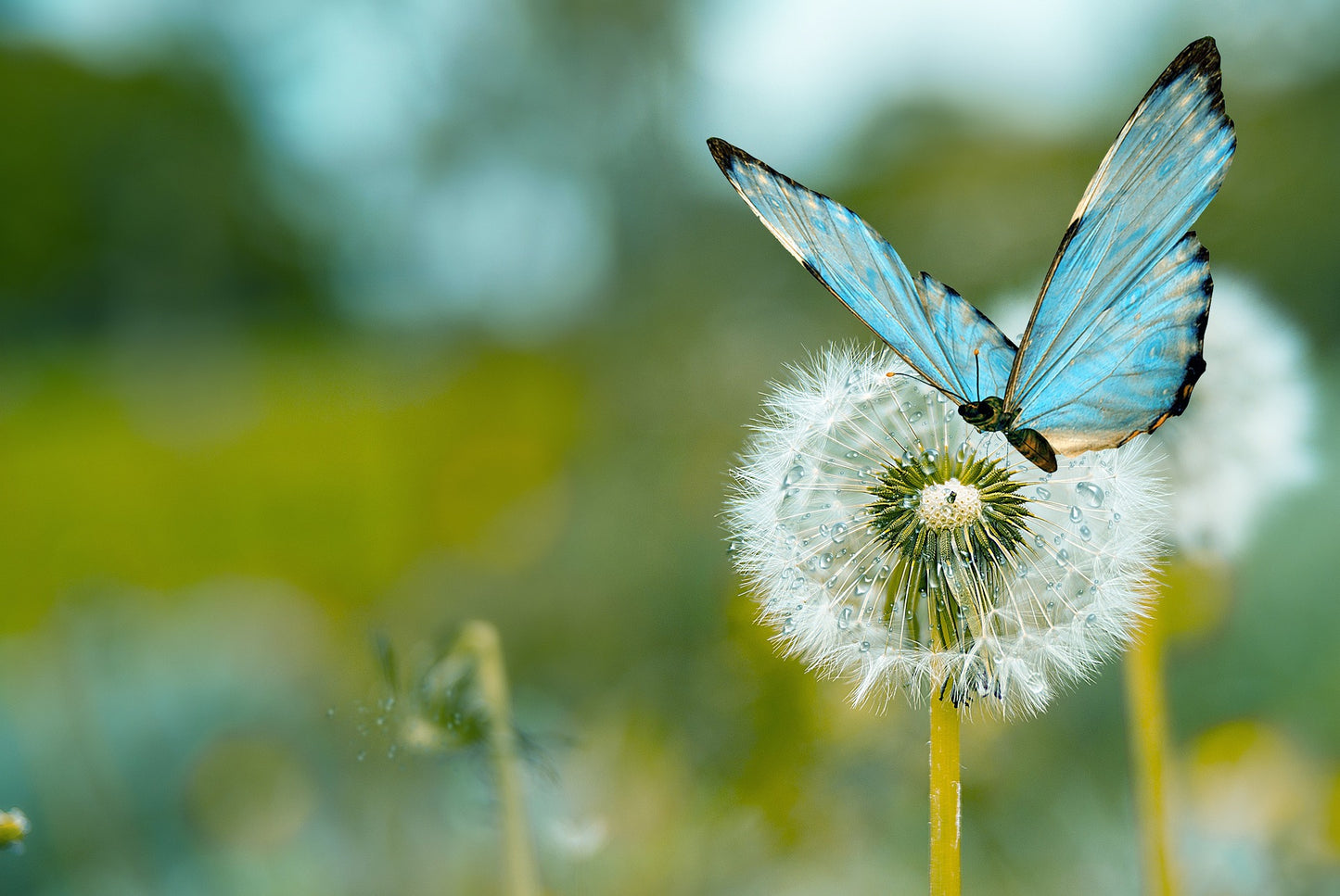 Dandelion seeds