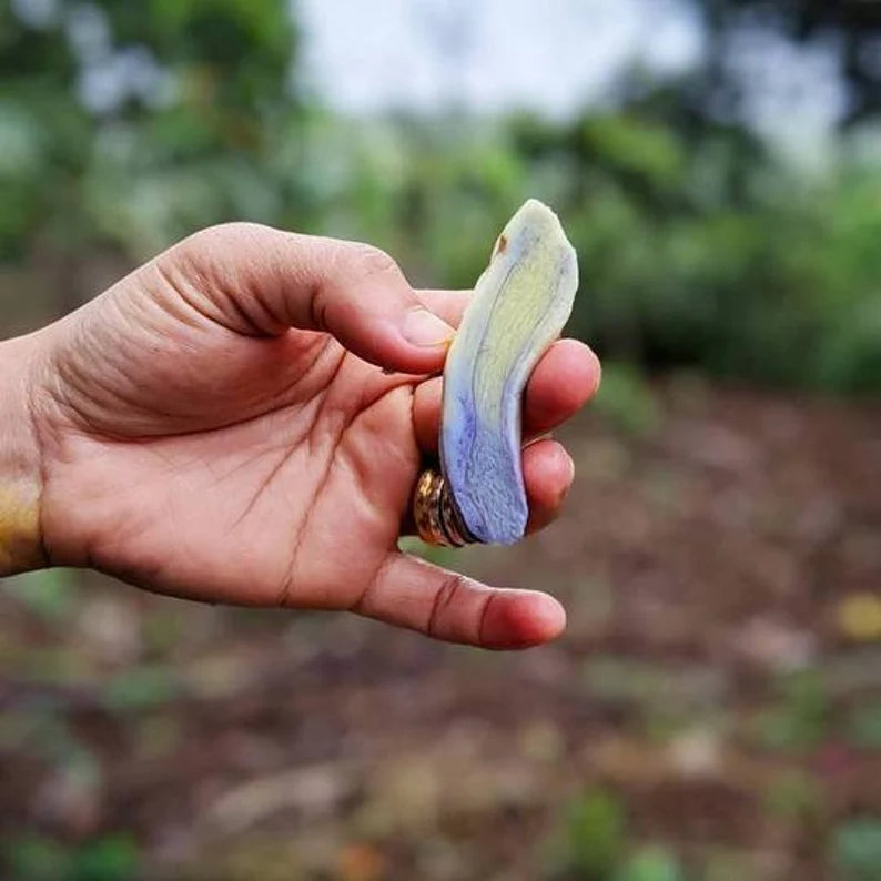 Black Turmeric Rhizome/Crown