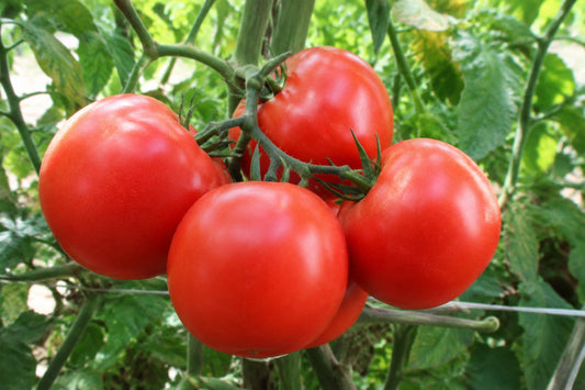 Tomato Grosse Lisse Seeds product image