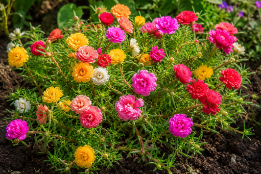 Portulaca- Double Flowered Mix Seeds product image