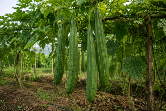 Angled Luffa Seeds product image