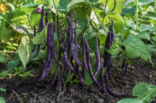 Bean Royal Burgundy Seeds product image